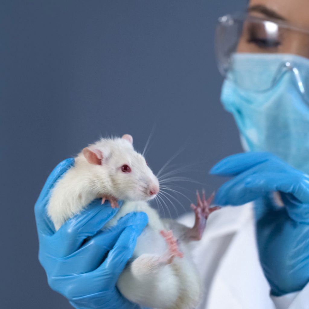 Tierarzt untersucht eine Ratte in seiner Praxis. Exotische Tiere.