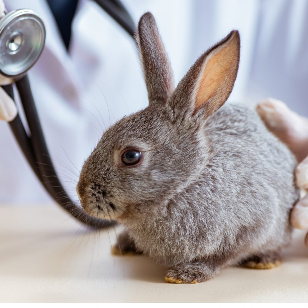 Tierarzt bei der Untersuchung eines Kaninchens in seiner Klinik