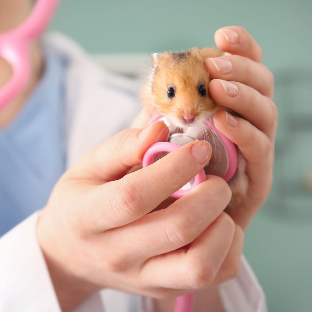 Tierarzt untersucht niedlichen Hamster in der Praxis