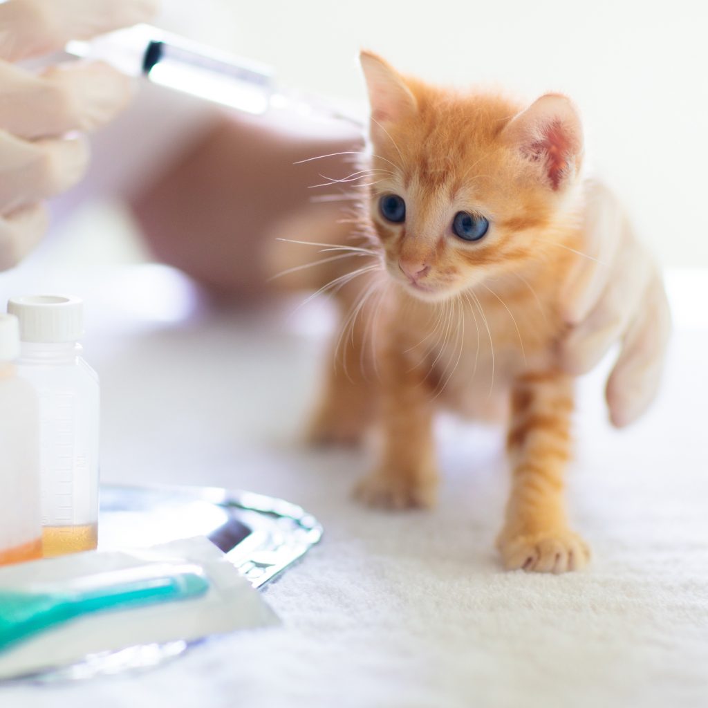 Kätzchen in der Tierarztpraxis. Katzenimpfung beim Tierarzt