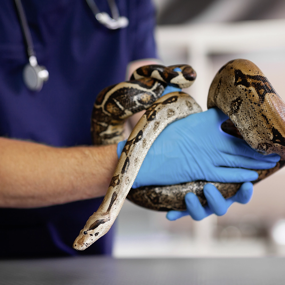 Schlange in der Hand von Tierarzt Dr. med. vet. Alois Eggert