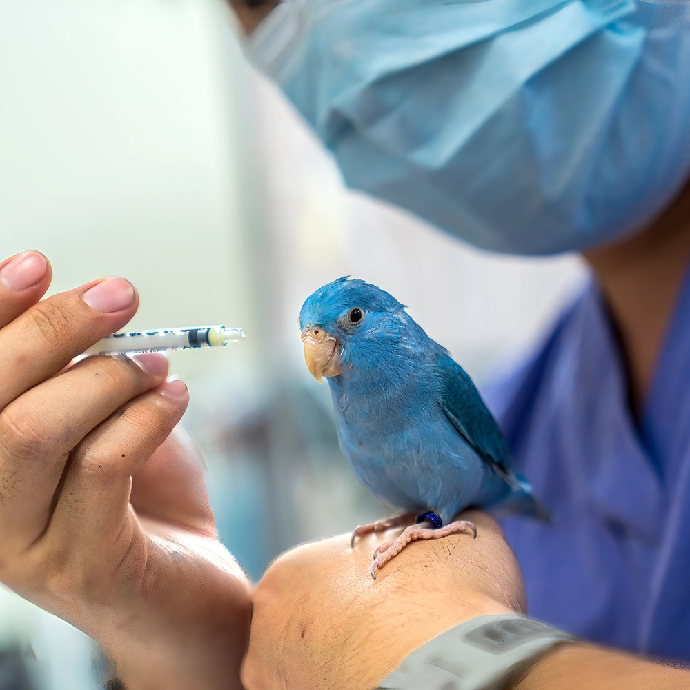 Tierarzt Dr. med. vet. Alois Eggert hält blauen Vogel in der Hand mit einer medizinischen Spritze.